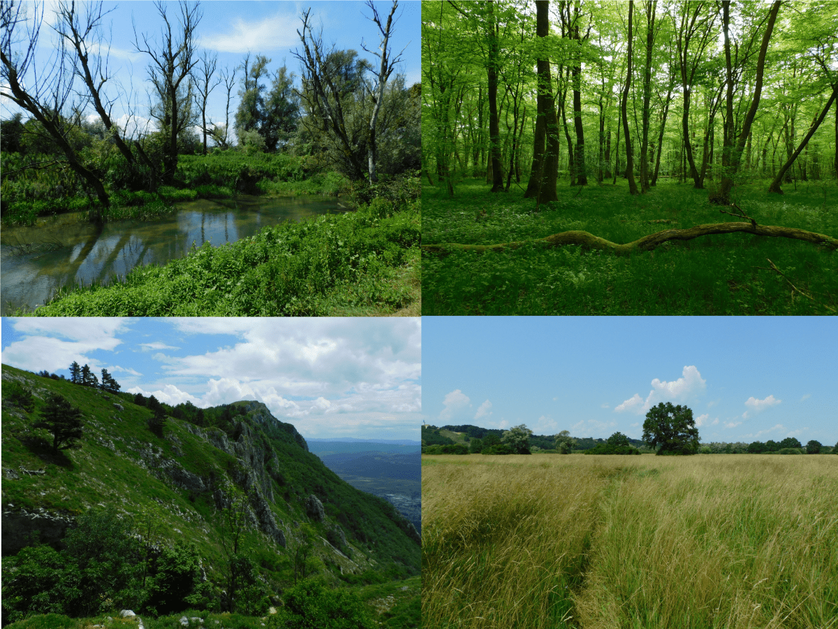 Pomen poznavanja vegetacije in naravnih habitatov pri monitoringu živali in&nbsp;biodiverzitete